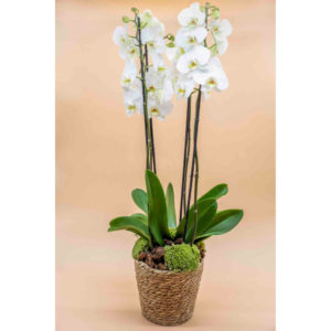 Orchidée 2 branches