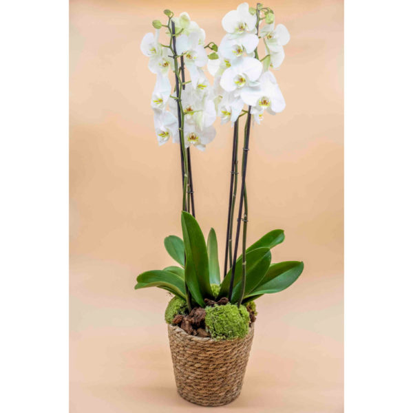 Orchidée 2 branches