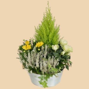 Coupe de plantes  2