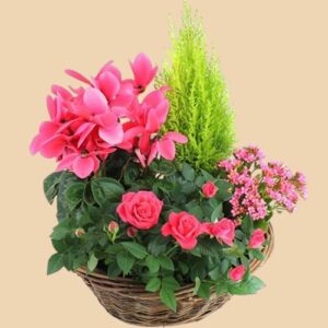 Coupe De Plante