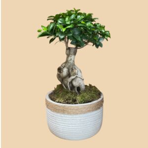 Bonsai ficus