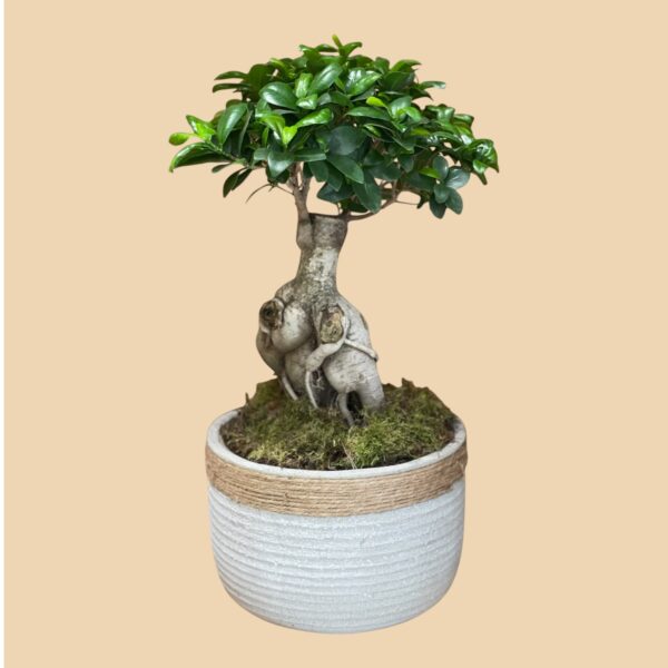Bonsai ficus