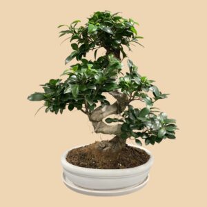 Bonsai ficus
