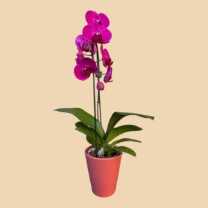 Orchidée 1 branche  couleur